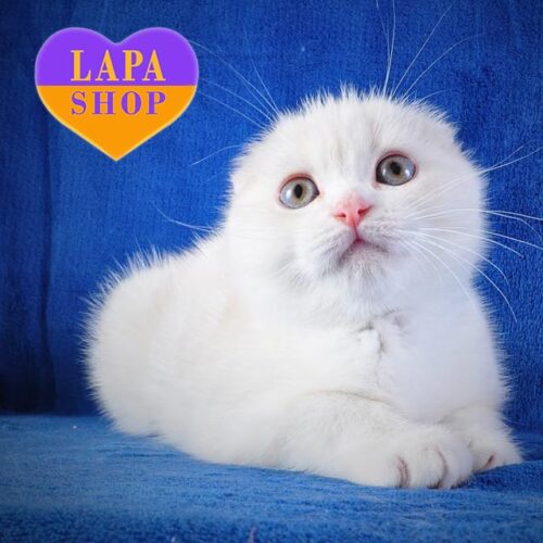 Gentle Scottish Fold Kitten With Luxurious Eyes Bublik — He is Your Future Favorite