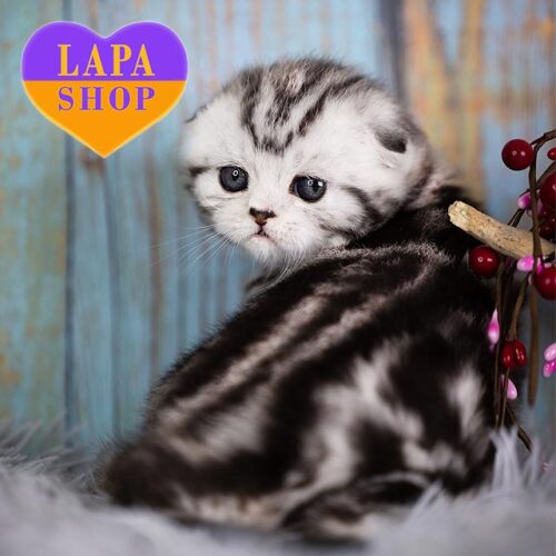 Eileen — очаровательная вислоухая шотландская кошечка в роскошной серебристо-мраморной шубке