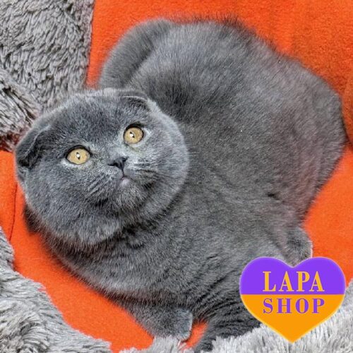 Cute Scottish Fold Kitty in a Luxurious Blue Fur Coat Iris