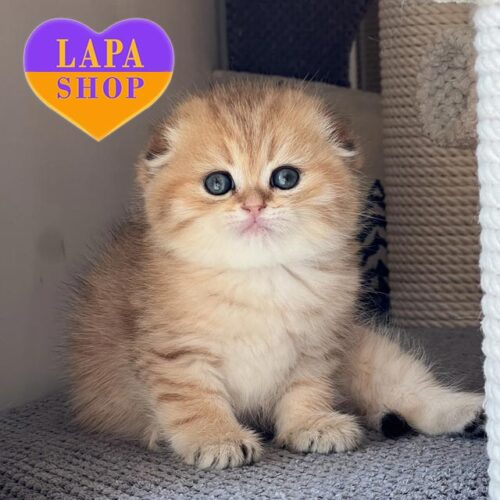 Милая вислоухая шотландская кошечка в золотой шубке Iva