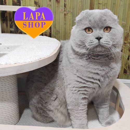 Висловухий шотландський красунчик в розкішній лілові шубці Karat — в розведення