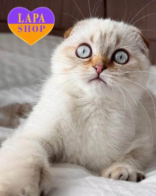 Romeo — харизматичный вислоухий шотландский красавчик нежного окраса