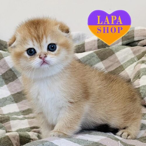 Scottish Fold Kitty in a Golden Plush Fur Coat Simka