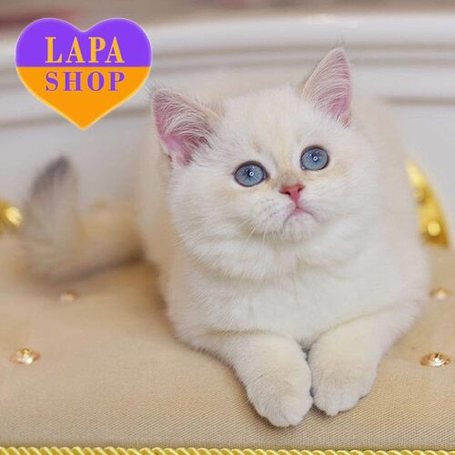 Barbie — шотландська красуня ніжного забарвлення з милими оченятами