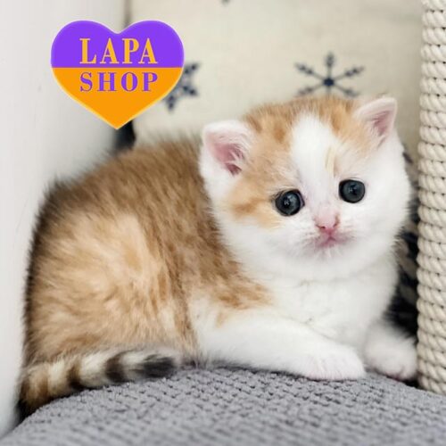 Elka — элегантная шотландская красавица с очаровательным окрасом