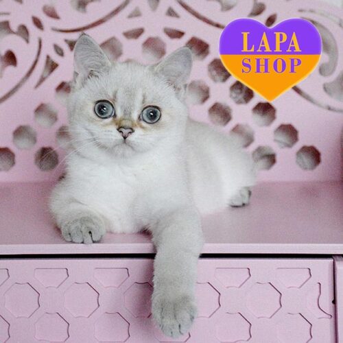 Very Gentle and Sociable Scottish Kitten Mikki