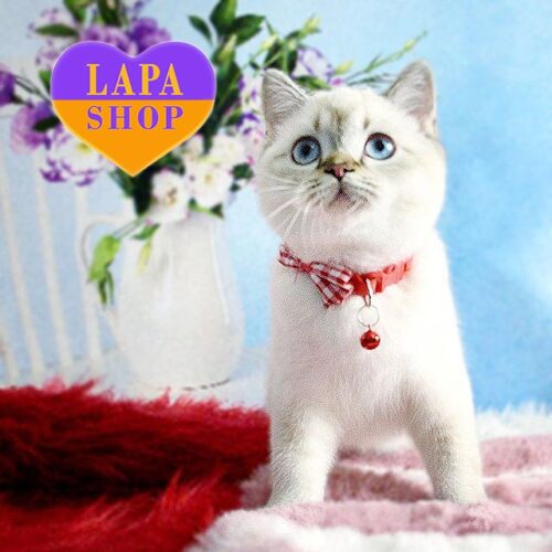 Timka — шотландський красунчик ніжного забарвлення