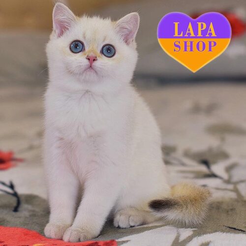 Мила шотландська кішечка в розкішній шубці Verona