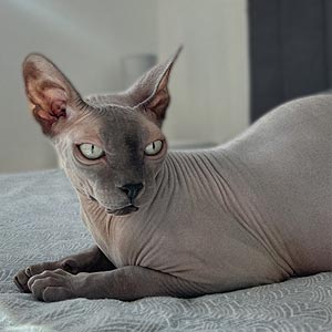 Фрея — очаровательная кошечка породы канадский сфинкс с нежным голубым окрасом sfx dad