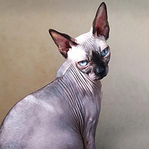 Фрея — очаровательная кошечка породы канадский сфинкс с нежным голубым окрасом sfx mom