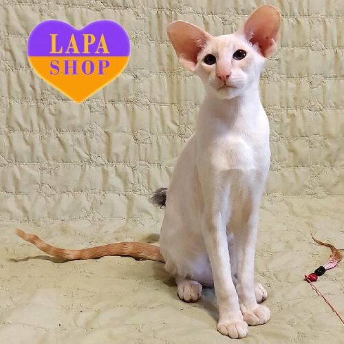 Граційний сіамський котик Xenos ніжного забарвлення — ваш майбутній улюбленець