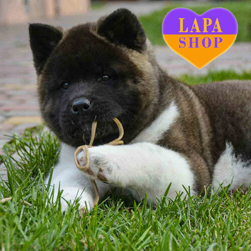 Simba — мальчик породы американская акита серо-белой окраски