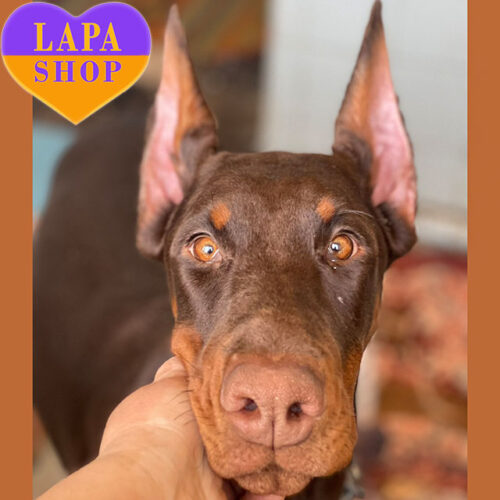 Грационная леди породы доберман Simona коричневого окраса