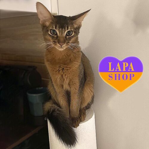 Casper is a Charming Somali Kitten in a Luxurious Ruddy Color