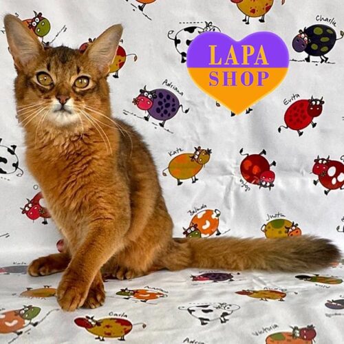 Чарівна кішечка породи сомалі Maja