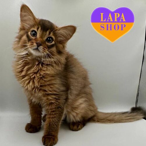 Rosie — красуня породи сомалі в шубці дикого забарвлення