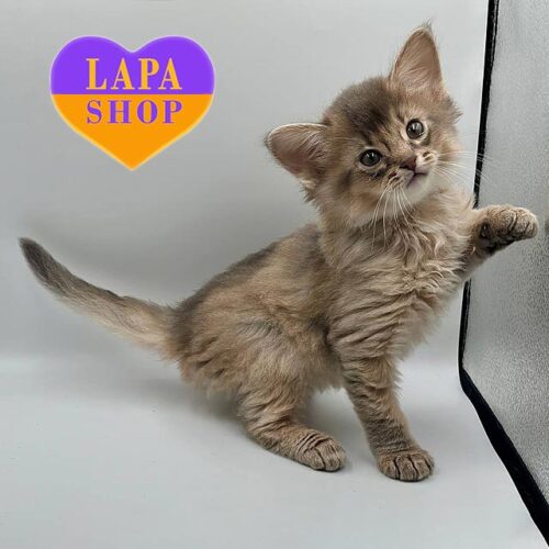 Миле кошеня породи сомалі в блакитній шубці Saturn