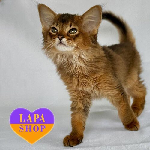 Миле кошеня породи сомалі дикого забарвлення Sun