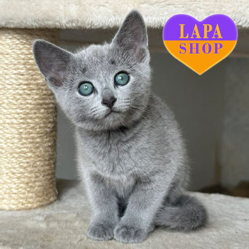 Элегантная русская голубая кошечка Sophie — в разведение