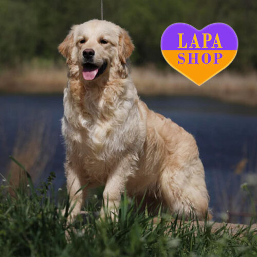 Stenley - очаровательный мальчик породы золотистый ретривер ждет своей семьи