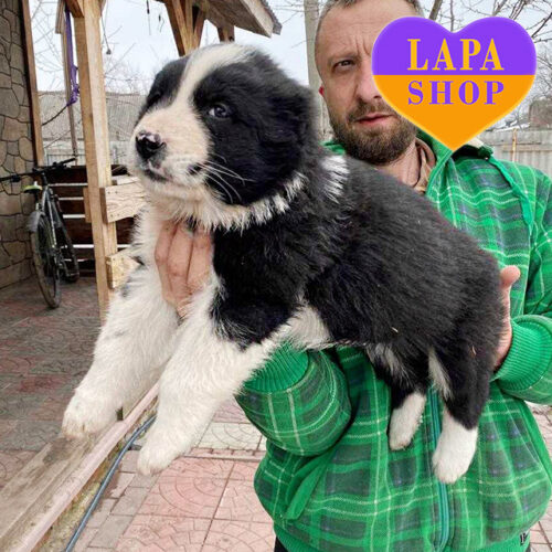 Suidzhi — Black and White Girl Central Asian Shepherd Dog