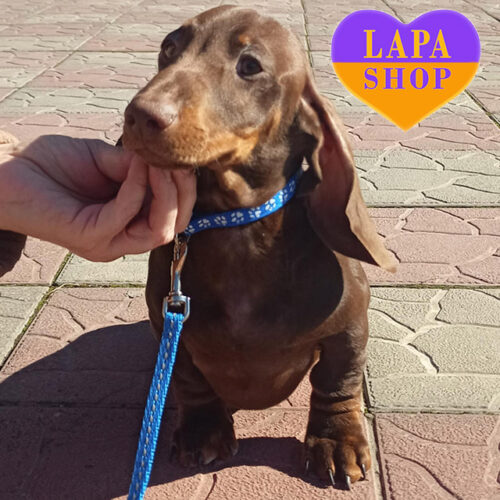 Очаровательный красавчик породы миниатюрная гладкошерстная такса шоколадной окраски