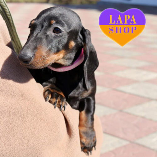 Красивая девочка породы кроличья гладкошерстная такса