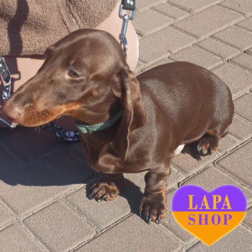 Очаровательный мальчик породы такса стандартная шоколадной окраски