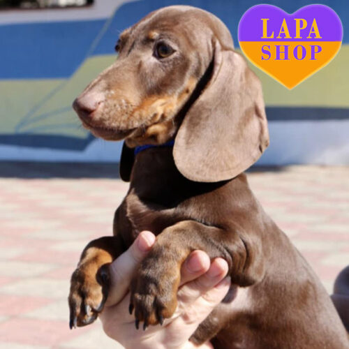 Милый шоколадный мальчик породы кроличья гладкошерстная такса