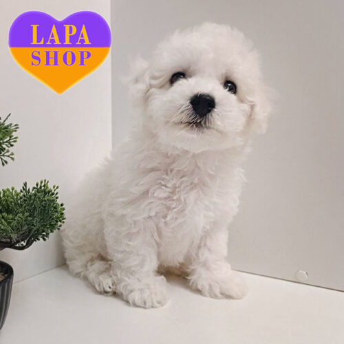 Дуже ніжна дівчинка породи бішон фрізе Taula Charming Tail