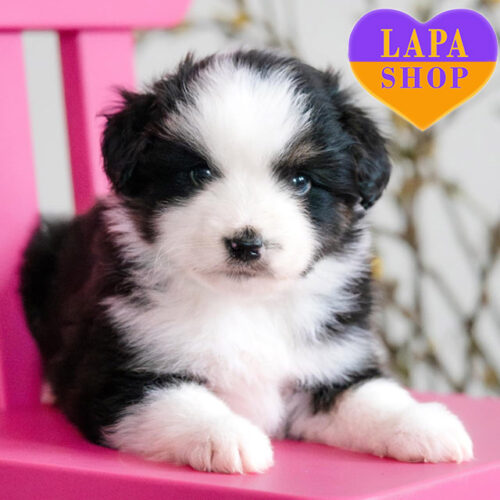 Техасович – мальчик породы миниатюрная американская овчарка