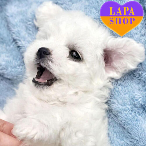 Грайлива та активна дівчинка породи бішон фрізе Tiffi Moon Spark