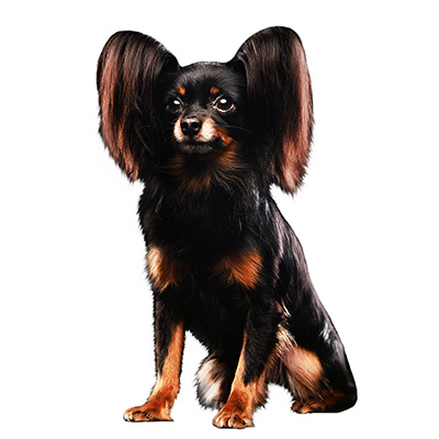 Російський той-тер'єр