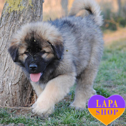 Umbra — Sweet Caucasian Shepherd Girl