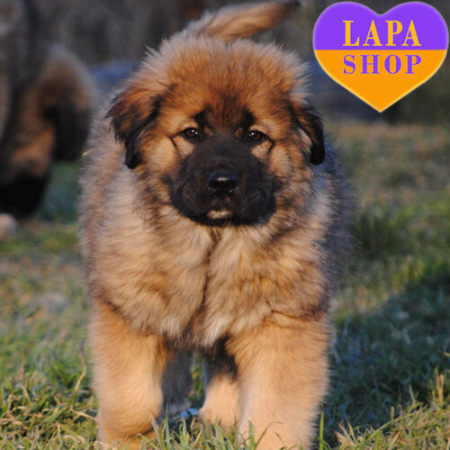 Una — Majestic Caucasian Shepherd Lady