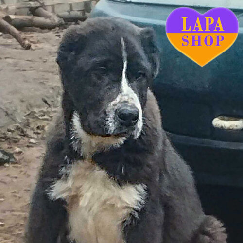 Vagai — Black and White Boy of Central Asian Shepherd (Alabai) Breed