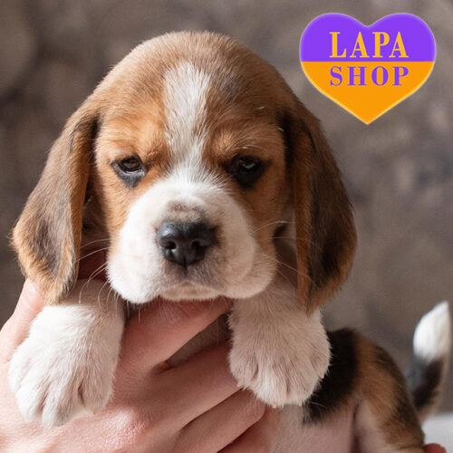 Graceful Boy of the Versace Beagle Breed, Tricolor Color