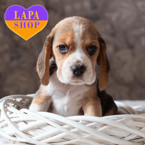 Victoria’s Secret — Tricolor Girl of Beagle Breed