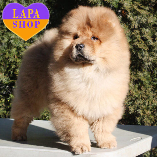 Vivara — руда дівчинка породи чау-чау