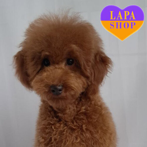 Yamato – красавец породы той пудель рыжей окраски