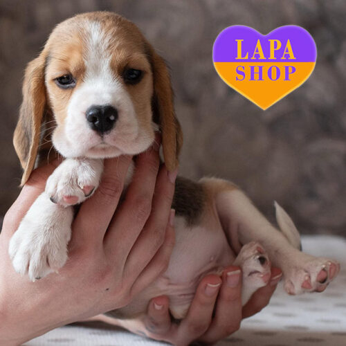 Yer Blues is a Cute Boy of the Beagle Breed