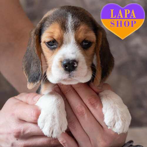 Yes It Is — Charming Tricolor Beagle Boy