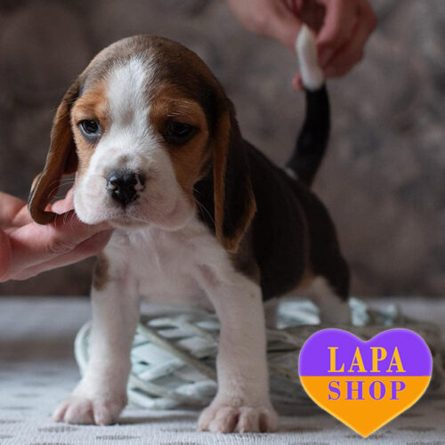 Yesterday — Tricolor Beagle Boy