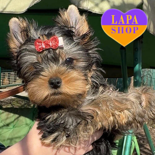 Charming Girl — Yorkshire Terrier of Standard Color