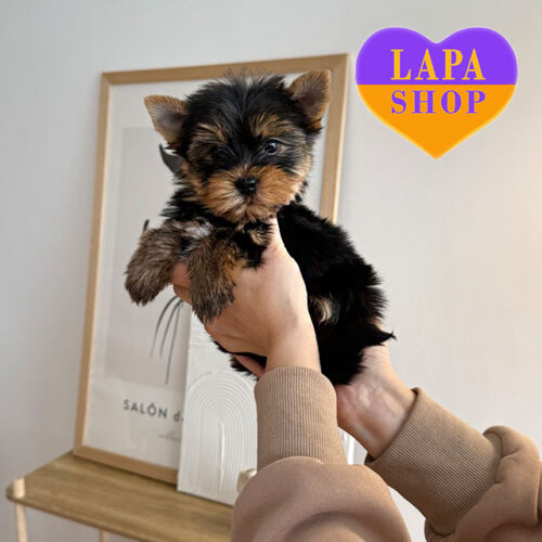 Элегантный джентельмен породы йоркширский терьер