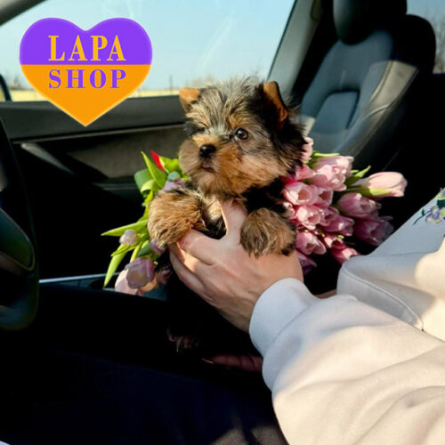 Элегантная леди породы йоркширский терьер