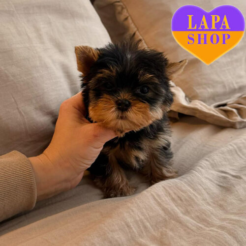 Красивая девочка породы йоркширский терьер