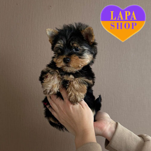 Невероятный красавчик породы йоркширский терьер