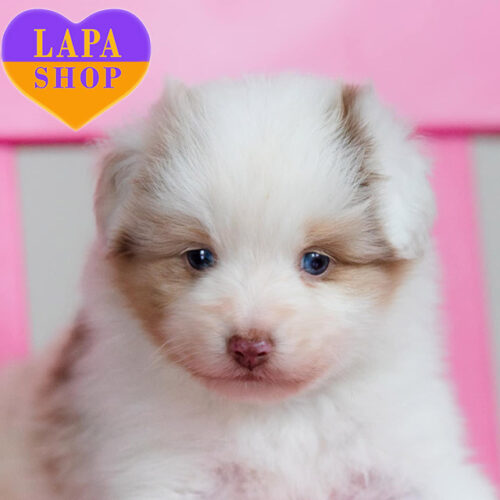 Девочка миниатюрной американской овчарки Зефирка