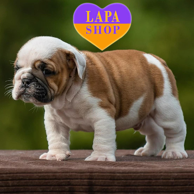 𝐊𝐨𝐫𝐛𝐚𝐧-𝐃𝐚𝐥𝐥𝐚𝐬-01